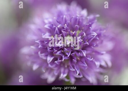 Chiudere guardare, macro vista sulla bella viola erba cipollina fiore in fiore di ingannare Foto Stock