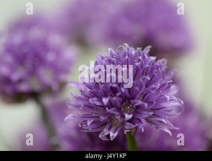 Chiudere guardare, macro vista sulla bella viola erba cipollina fiore in fiore di ingannare Foto Stock