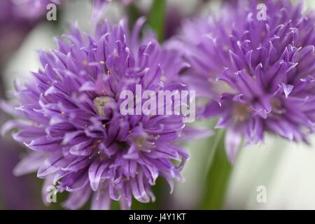 Chiudere guardare, macro vista sulla bella viola erba cipollina fiore in fiore di ingannare Foto Stock