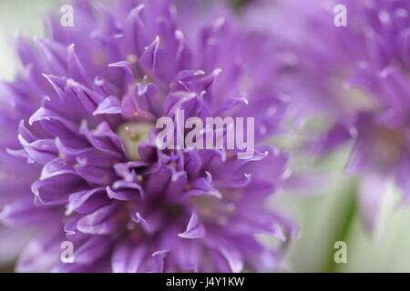 Chiudere guardare, macro vista sulla bella viola erba cipollina fiore in fiore di ingannare Foto Stock