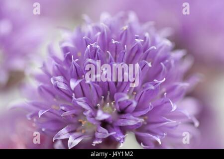 Chiudere guardare, macro vista sulla bella viola erba cipollina fiore in fiore di ingannare Foto Stock