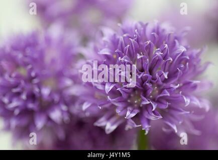 Chiudere guardare, macro vista sulla bella viola erba cipollina fiore in fiore di ingannare Foto Stock