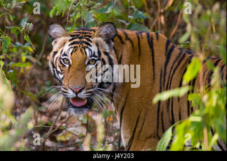 La tigre selvaggia del Bengala si affaccia dai cespugli nella giungla. India. Bandhavgarh National Park. Madhya Pradesh. Foto Stock