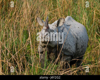 Wild grande one-corno di rinoceronte è in piedi sull'erba. India. Il Parco Nazionale di Kaziranga. Foto Stock