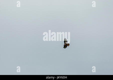 Grande falco ferruginosa in volo con il cielo azzurro sfondo, Plana mountain, Bulgaria Foto Stock