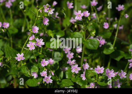 Fiori e fogliame di Purslane rosa / Montia sibirica - le foglie del quale sono commestibili come un cibo foraged. Foto Stock