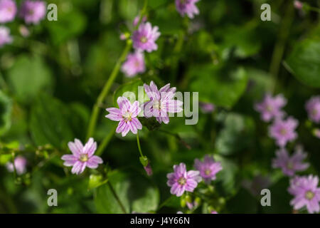 Fiori e fogliame di Purslane rosa (Montia sibirica) - le foglie del quale sono commestibili come un cibo foraged. Rovistando e sala da pranzo sul concetto di selvatico. Foto Stock