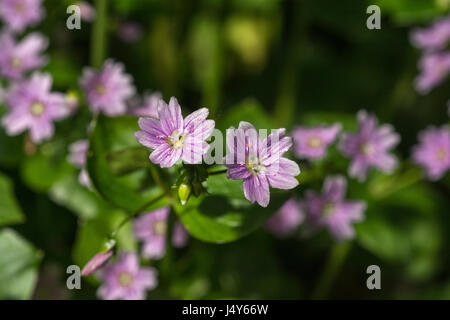 Fiori e fogliame di Purslane rosa / Montia sibirica - le foglie del quale sono commestibili come un cibo foraged. Rovistando e sala da pranzo sul concetto di selvatico. Foto Stock