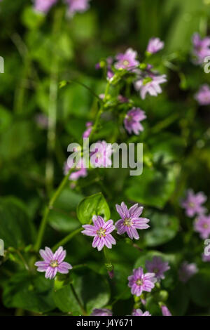 Fiori e fogliame di Purslane rosa / Montia sibirica - le foglie del quale sono commestibili come un cibo foraged. Foto Stock