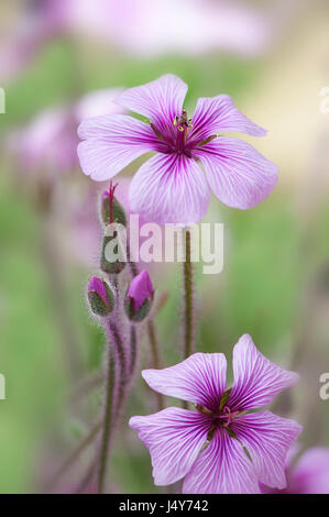 Close-up immagine di un viola, fioritura estiva Geranium Maderense fiore noto anche come erba gigante-Robert o di Madera Cranesbill Foto Stock