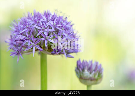 Close-up immagine della splendida fioritura estiva Allium hollandicum viola sensazione Flowerhead, preso contro una luce morbida dello sfondo. Foto Stock
