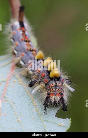 Caterpillar di Rusty Tussock Moth, noto anche il Vaporer Foto Stock