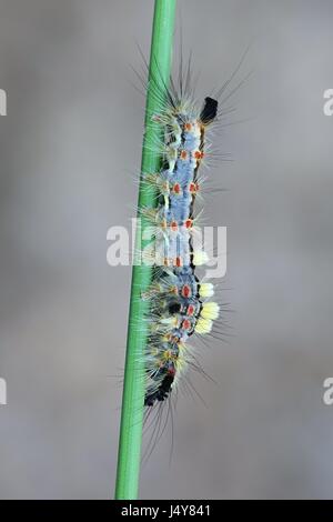 Caterpillar di Rusty Tussock Moth, Orgyia antiqua, noto anche il Vaporer Foto Stock