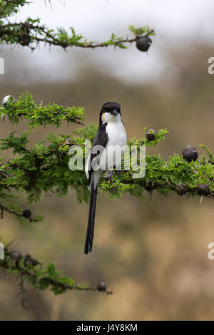 Long-tailed fiscale (Lanius cabanisi) arroccato su di Acacia il ramo di un albero in Kenya Foto Stock
