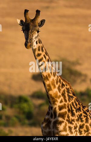 Masai o Maasai giraffe (Giraffa camelopardalis tippelskirchi), il Masai Mara, Kenya Foto Stock