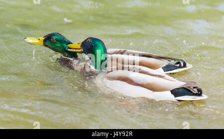 Drake le anatre domestiche (Anas platyrhynchos) mordere un altro duck sull'acqua nel West Sussex, in Inghilterra, Regno Unito. Foto Stock