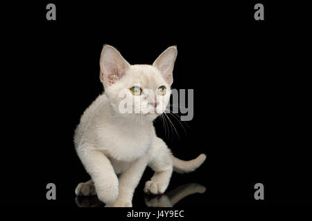 Giocoso birmano bianco gattino con gli occhi verdi isolati su sfondo nero Foto Stock