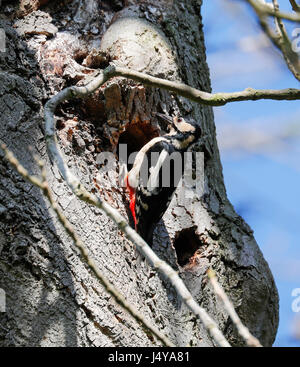 Picchio rosso maggiore ( Dendrocopus major) Foto Stock