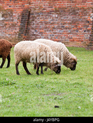 Gregge di pecore (Ovis aries) di pascolare su erba - USA Foto Stock