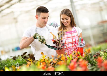 Paio di giardinieri piantando e avendo cura di Croton piante in serra Foto Stock