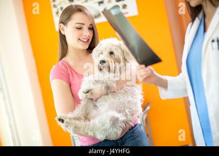 X ray esame del malato cane Maltese in clinica veterinaria Foto Stock