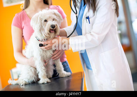 Il controllo veterinario fino malati cane maltese con uno stetoscopio in clinica veterinaria Foto Stock