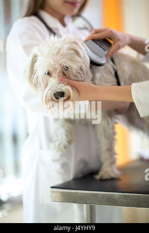 Veterinario di controllo impianto di microchip sul cane Maltese in clinica veterinaria Foto Stock