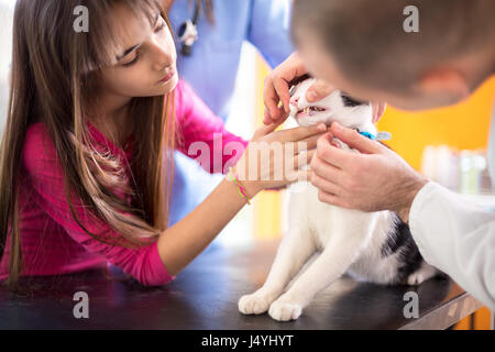 Vet specialista al lavoro controllo gatto in bocca e dei denti in clinica veterinaria Foto Stock