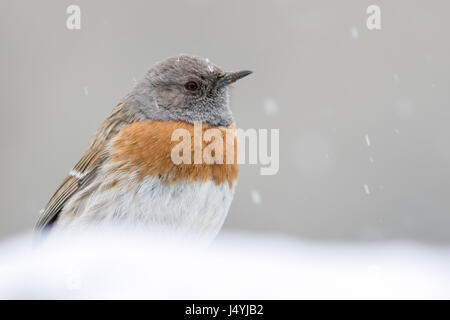 Il pettirosso accentor (Prunella rubeculoides) Foto Stock