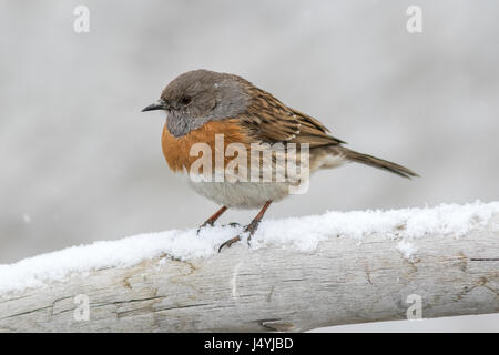 Il pettirosso accentor (Prunella rubeculoides) appollaiato sulla corteccia in neve pesante Hemis National Park, Ladakh, India. Foto Stock