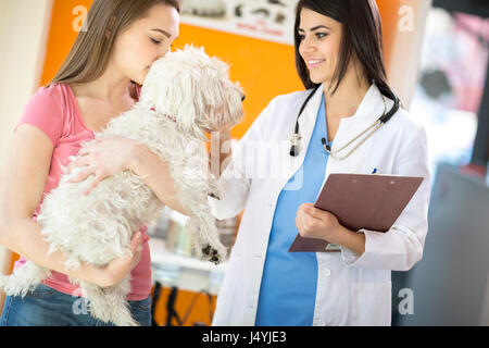 Bella giovane veterinario confortante cane Maltese in clinica veterinaria Foto Stock