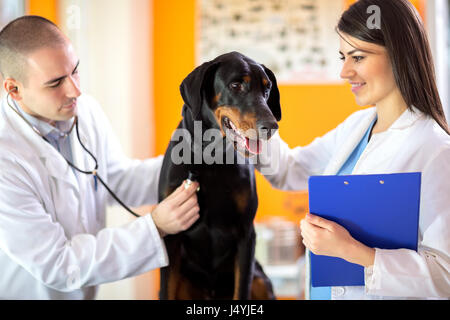 I veterinari a controllare malati grande fatto cane con uno stetoscopio in clinica veterinaria Foto Stock