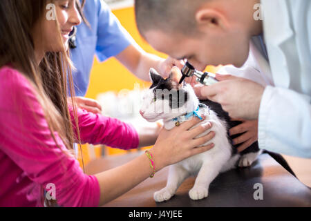 Veterinario al lavoro controllo del gatto di audizione presso vet ambulatoriamente Foto Stock