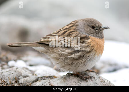 Il pettirosso accentor (Prunella rubeculoides) Foto Stock