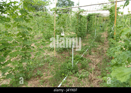 La piantagione cinese gourd Amaro (Balsum pera) fornendo un avvolgimento su un funambolico e sistema di acqua con il tubo sistema di approvvigionamento di acqua nel sole di sera li Foto Stock