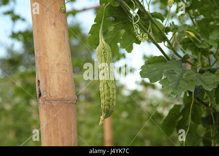 La piantagione cinese gourd Amaro (Balsum pera) fornendo un avvolgimento su un funambolico e sistema di acqua con il tubo sistema di approvvigionamento di acqua nel sole di sera li Foto Stock