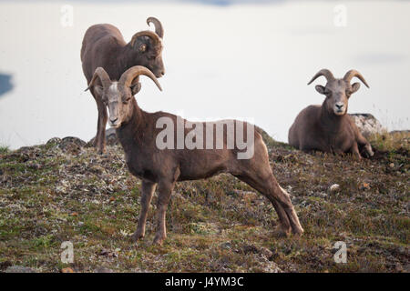 Neve Putorana rams (Putorana big horn rams). Kutaramakan. Animali endemiche dell altopiano Putorana. A nord della Russia. La Siberia. Riserva Putorana. La Russia. Foto Stock