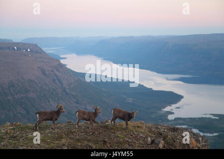 Neve Putorana rams (Putorana big horn rams). Kutaramakan. Animali endemiche dell altopiano Putorana. A nord della Russia. La Siberia. Riserva Putorana. La Russia. Foto Stock