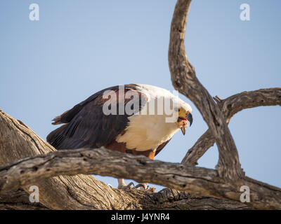 Ritratto di gigante africano aquila pesce in seduta albero morto e alimentazione su un pesce, chobe np, Botswana, africa. Foto Stock