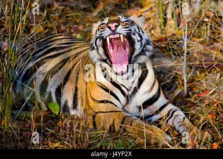 Tigre selvatica stesa sull'erba. India. Bandhavgarh National Park. Madhya Pradesh. Foto Stock