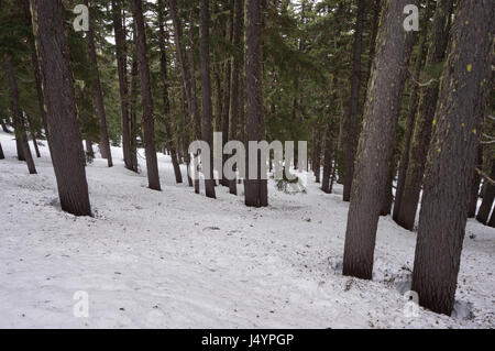 Glade vicino a Todd Lago in tre sorelle deserto Foto Stock