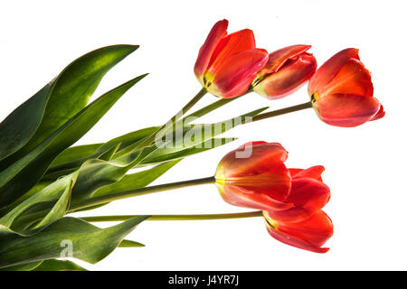 Set di cinque colori rosso tulipani isolati su sfondo bianco Foto Stock