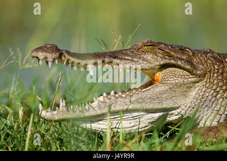 Prendere il sole coccodrillo del Nilo (Crocodylus niloticus), Lake Baringo, Kenya Foto Stock