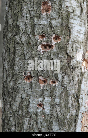 Fori di picchio nel vecchio secco Albero morto Foto Stock