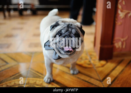 Pug nel legame di arco Foto Stock