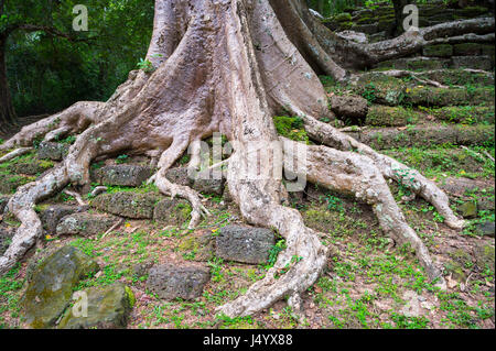 Radici di un strangler fig tree sparse lungo i ruderi di pietra dal complesso di Angkor Wat in Siem Reap, Cambogia Foto Stock