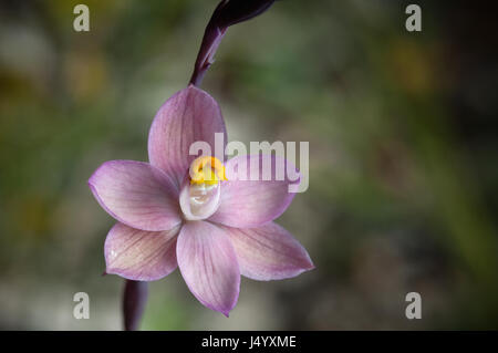 Relativamente comune Sun Orchid, sebbene nella regione di Grampians di Victoria in cui questo esemplare è stato fotografato è considerato raro. Foto Stock