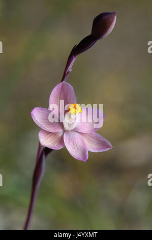 Relativamente comune Sun Orchid, sebbene nella regione di Grampians di Victoria in cui questo esemplare è stato fotografato è considerato raro.Grampians Foto Stock