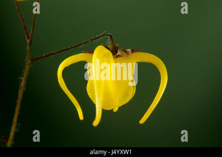 Epimedium davidii è un fiore giallo barrenwort Foto Stock