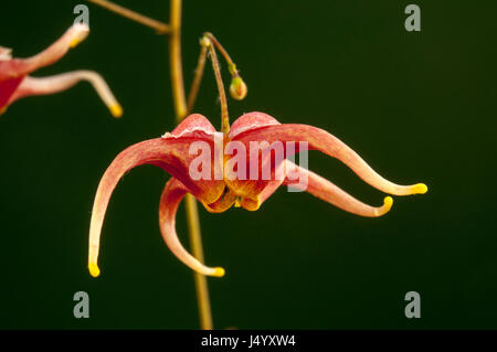 Un unico fiore dal bellissimo epimedium 'gents oranje' Foto Stock